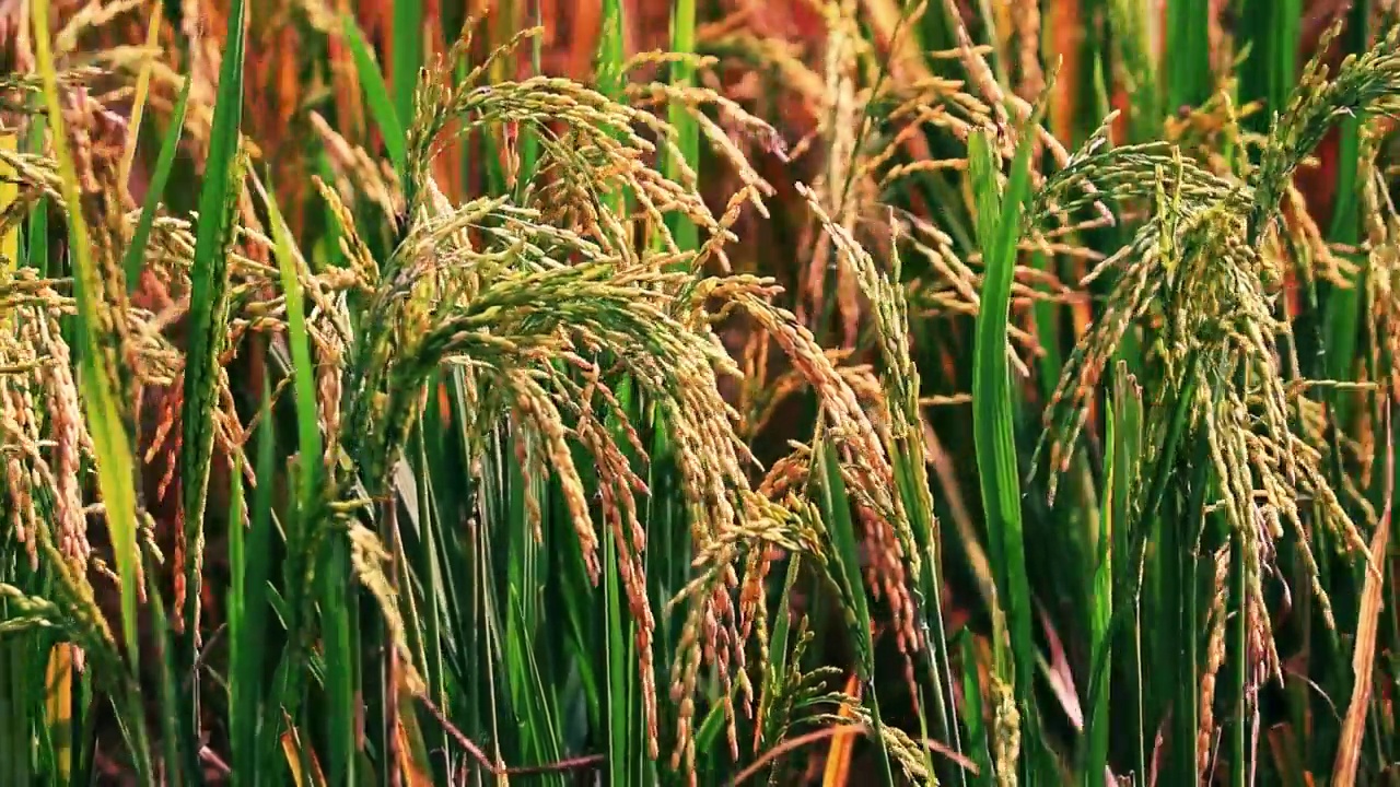 成熟水稻玉米绿地农业种植粮食视频素材