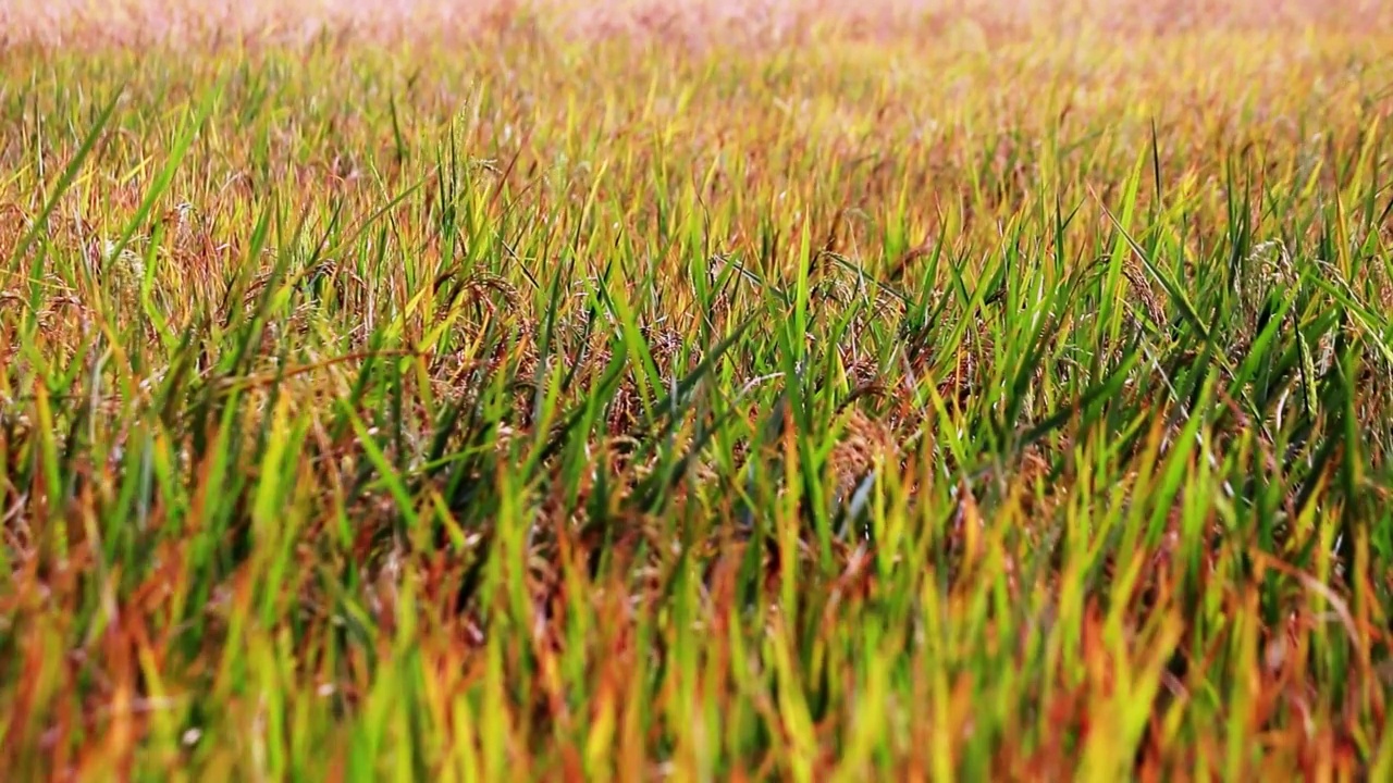 成熟水稻玉米绿地农业种植粮食视频素材