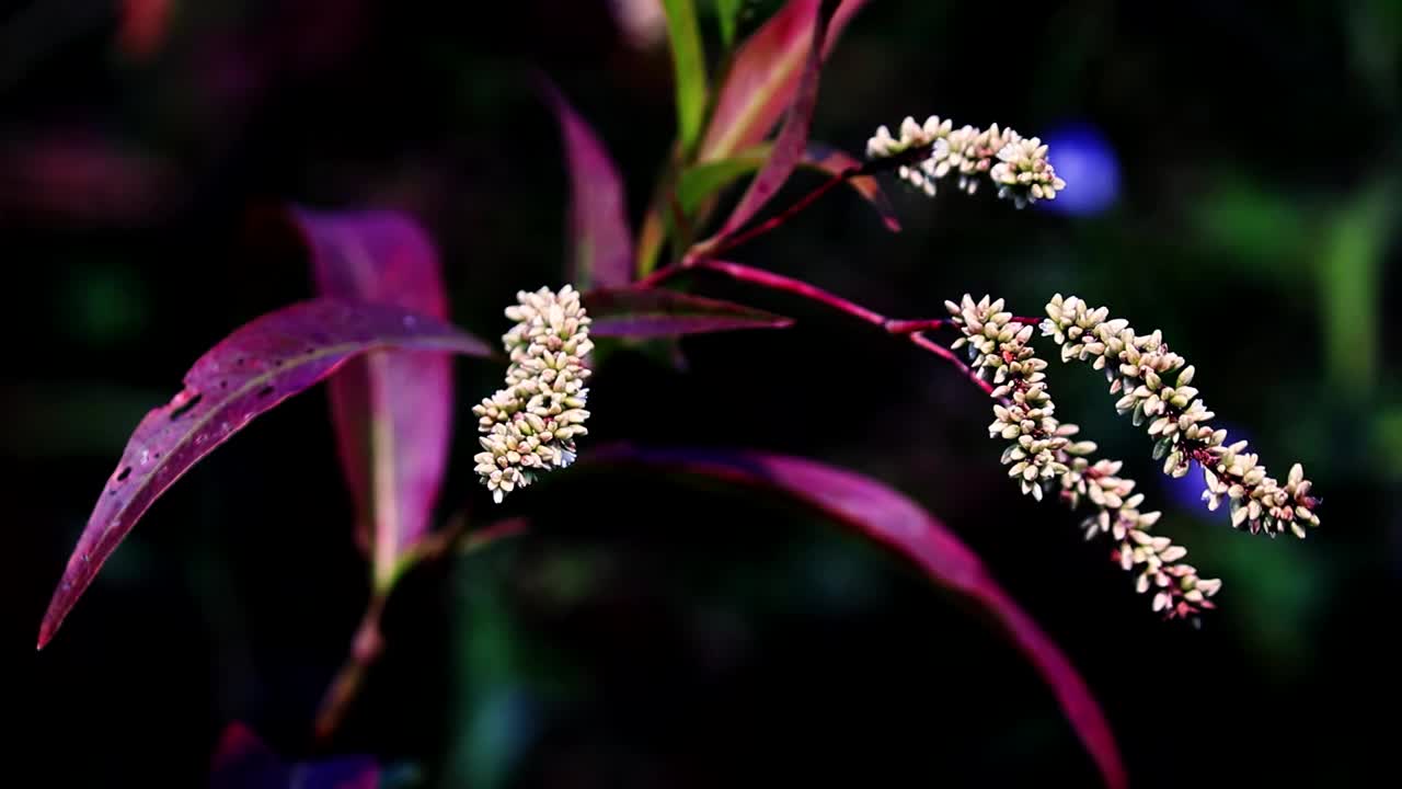 草野五彩缤纷的花朵背景视频素材