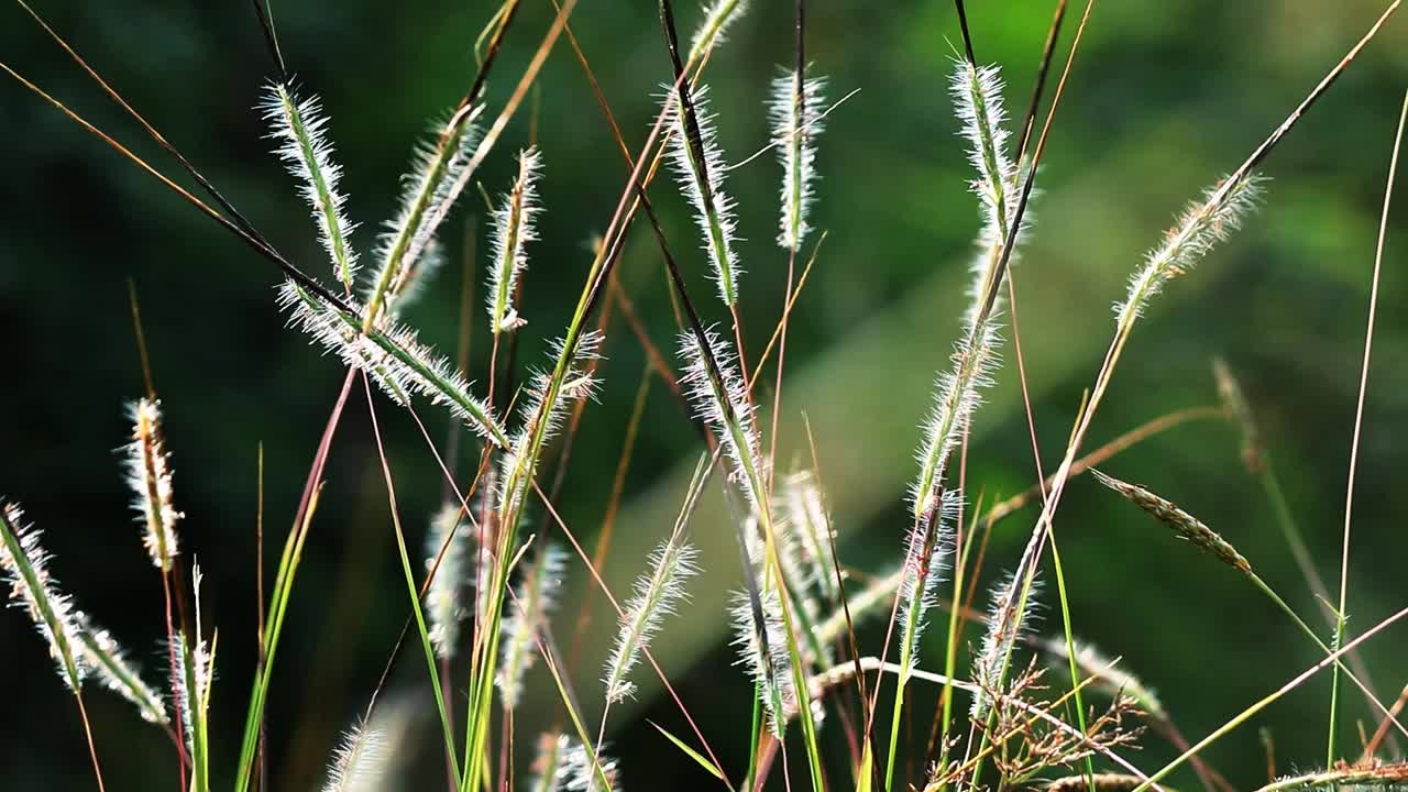 草地的彩色背景视频素材