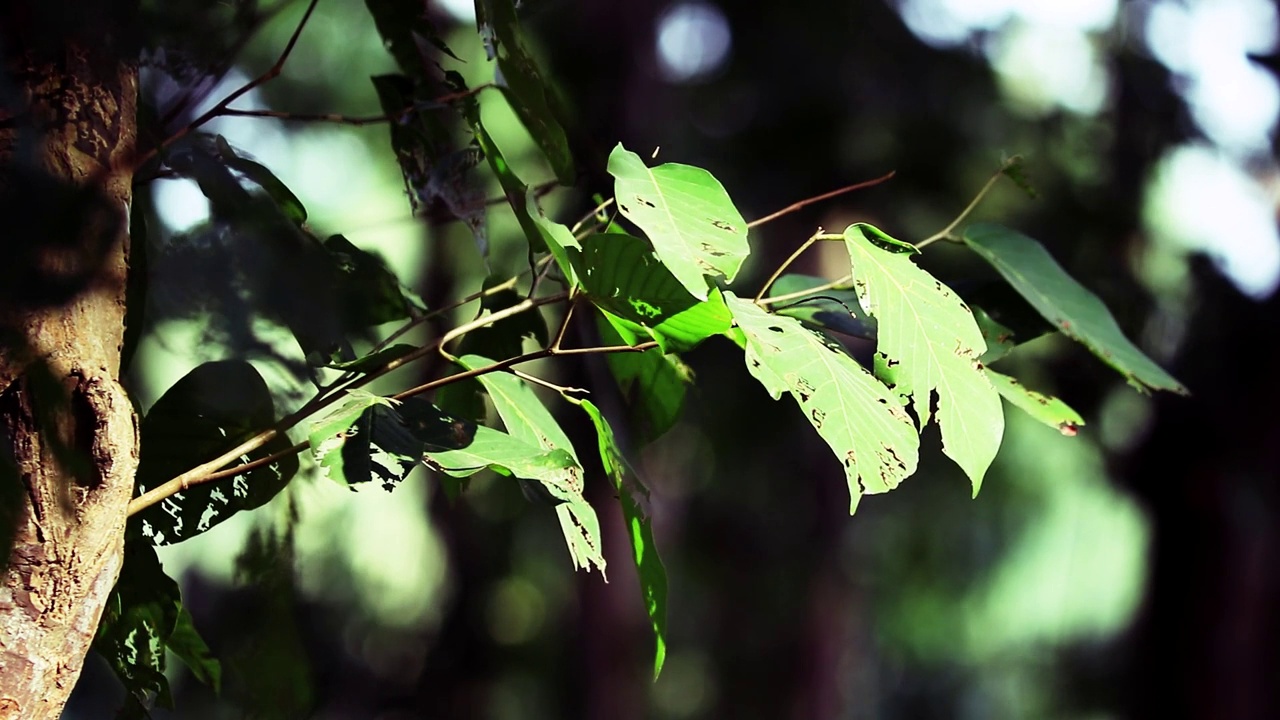 绿叶萨尔树丛林秋天绿叶风吹视频素材