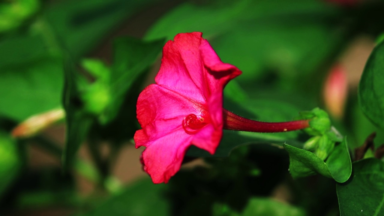 小叉骨紫绒花特写(Torenia fournieri)视频素材