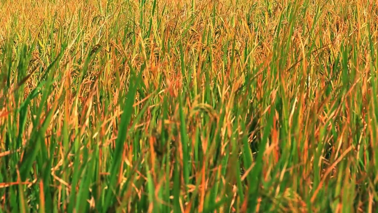 成熟水稻玉米绿地农业种植粮食视频素材