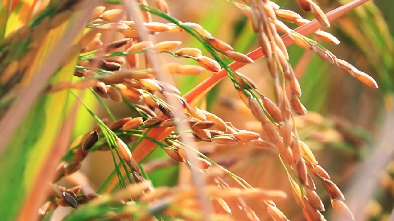 特写成熟水稻玉米绿地农业种植粮食视频素材