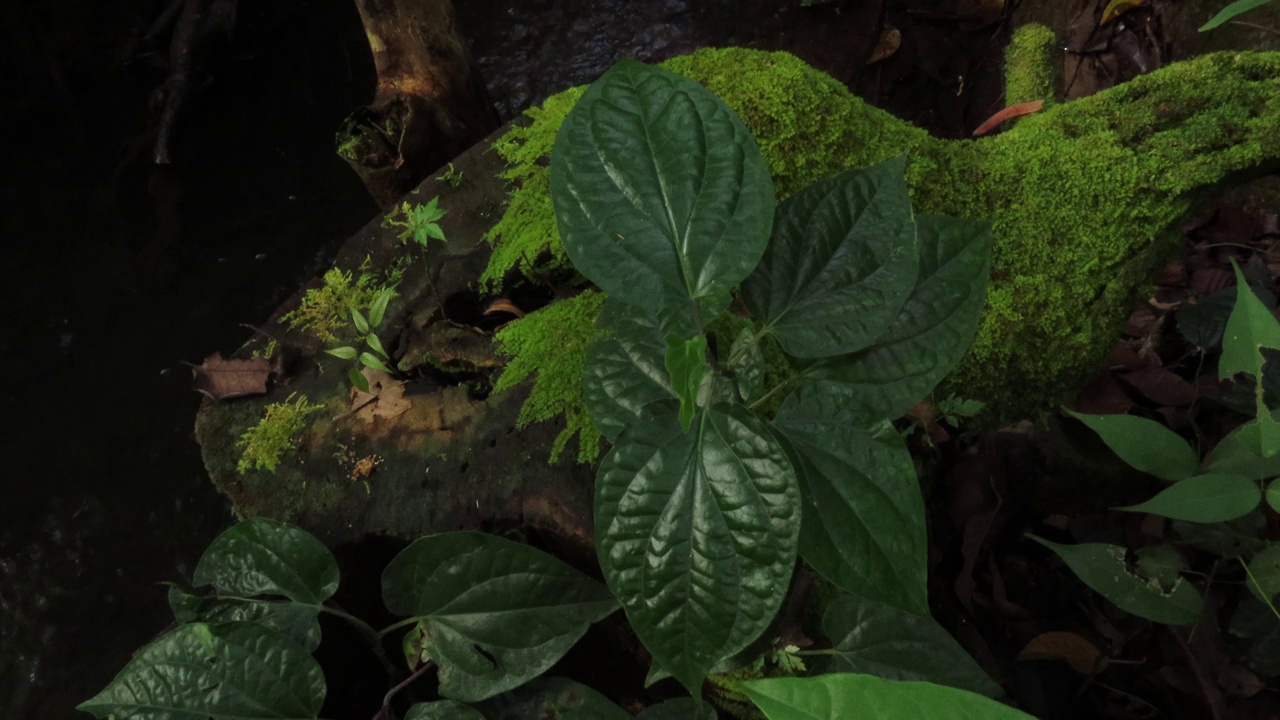 苔藓和叶类植物在自然界中有溪流视频素材