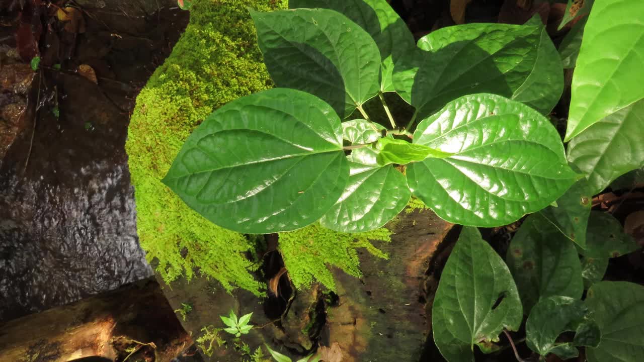 苔藓和叶类植物在自然界中有溪流视频素材