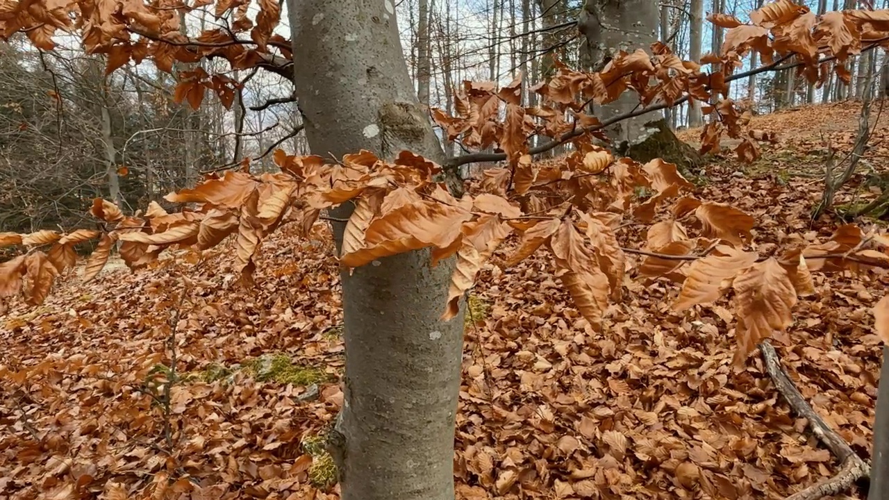 近距离的山毛榉树枝与树叶在秋天。神奇的秋天森林，美丽的金色树木。慢镜头4K视频素材