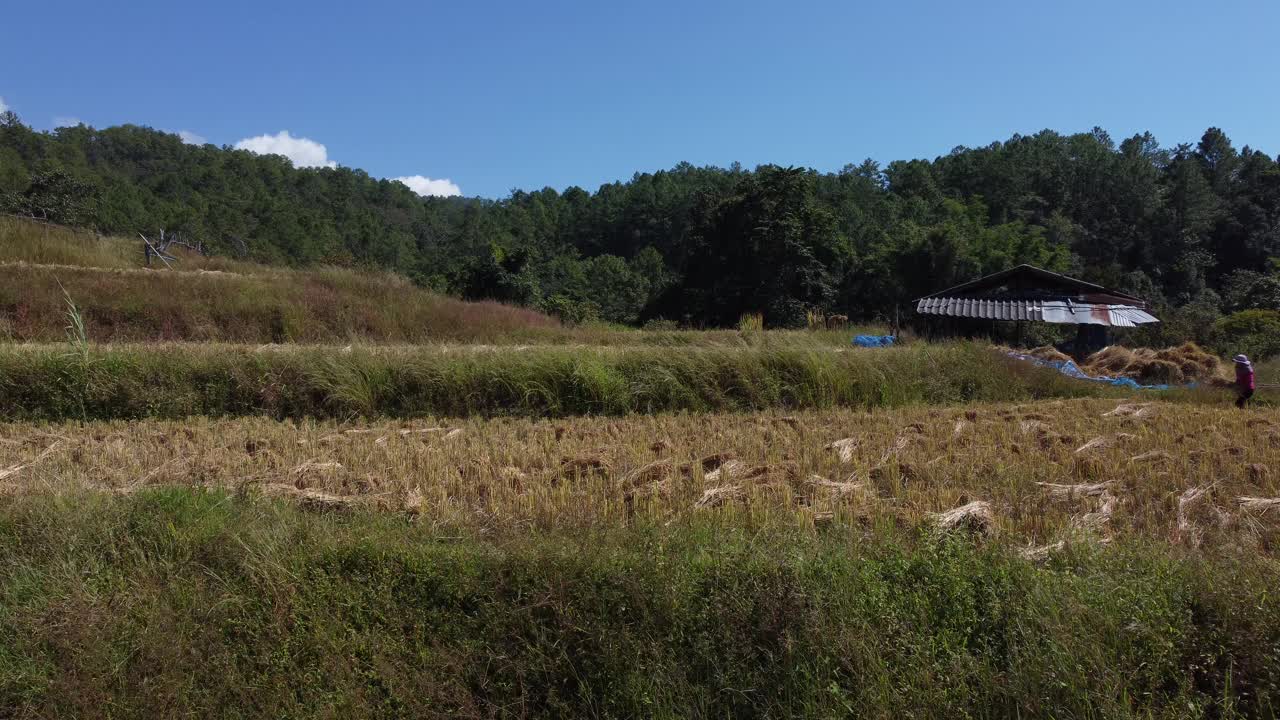 泰国清迈苗山部落稻田里的工人视频素材