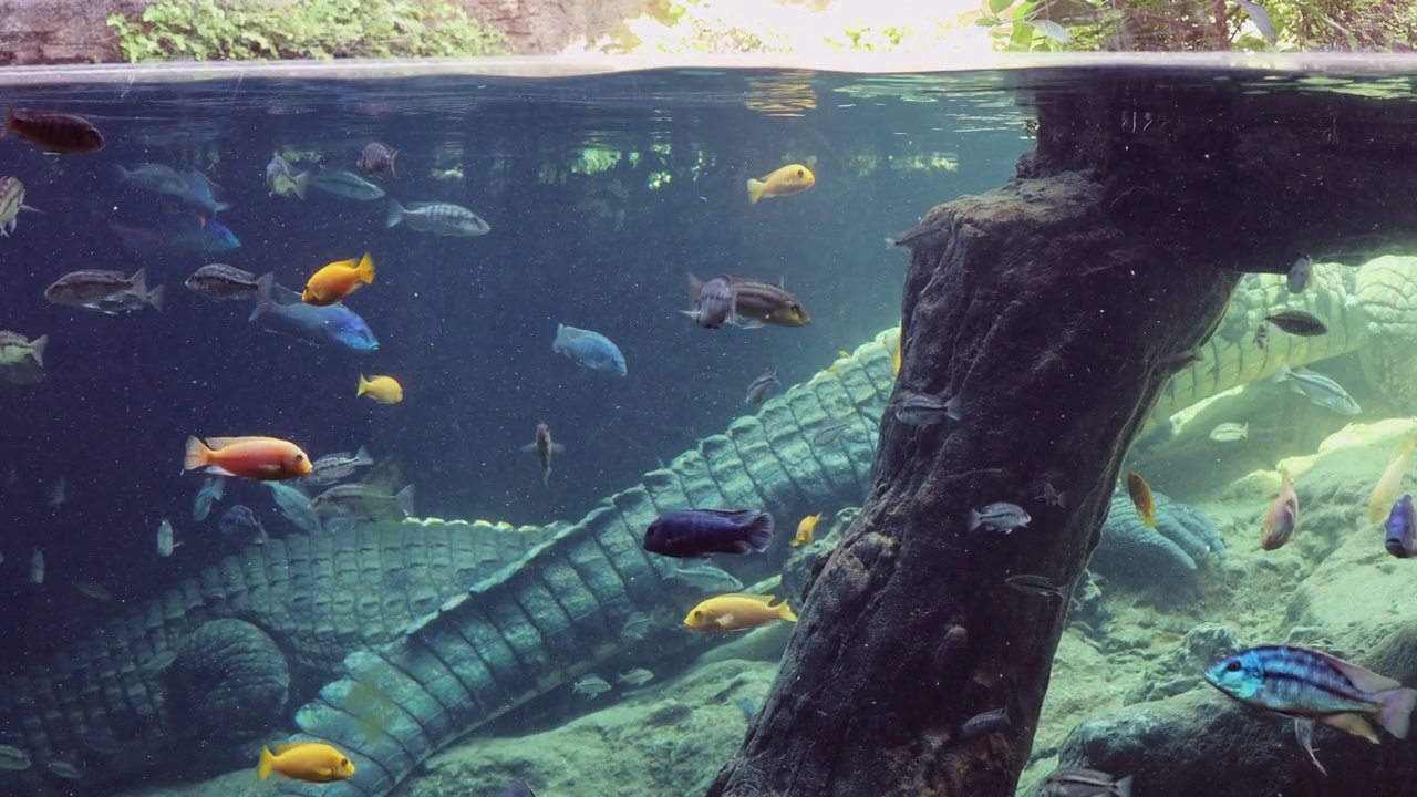 各种类型的鱼游泳在一个大的蓝色水族箱视频素材