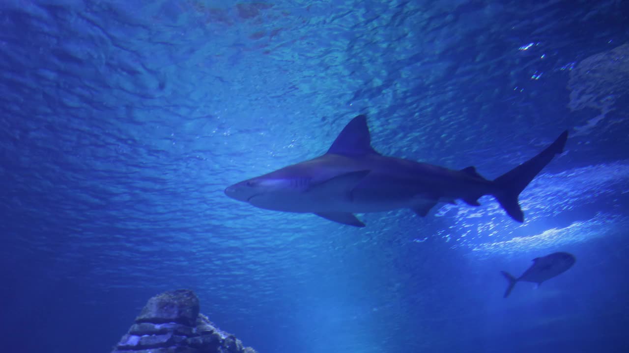 中等大小的鲨鱼在水族馆，鱼主题视频素材