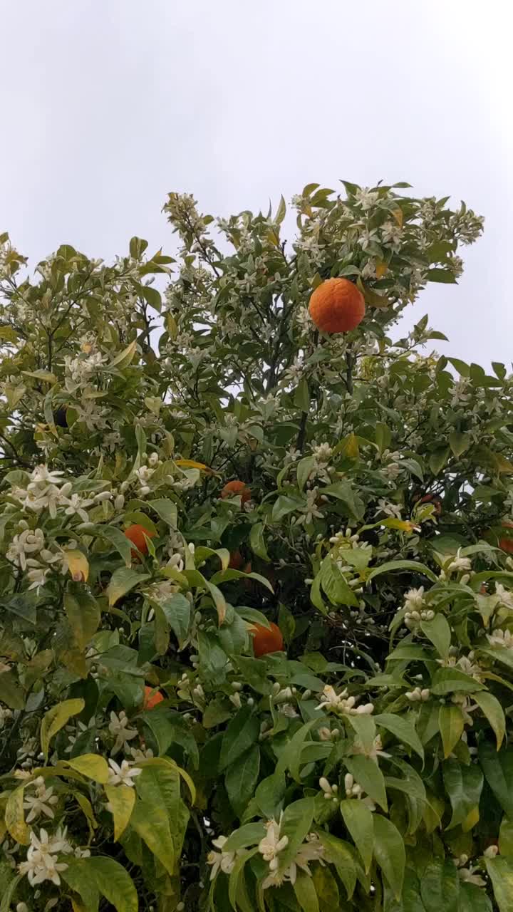 带着果实和花朵的橘子树视频素材