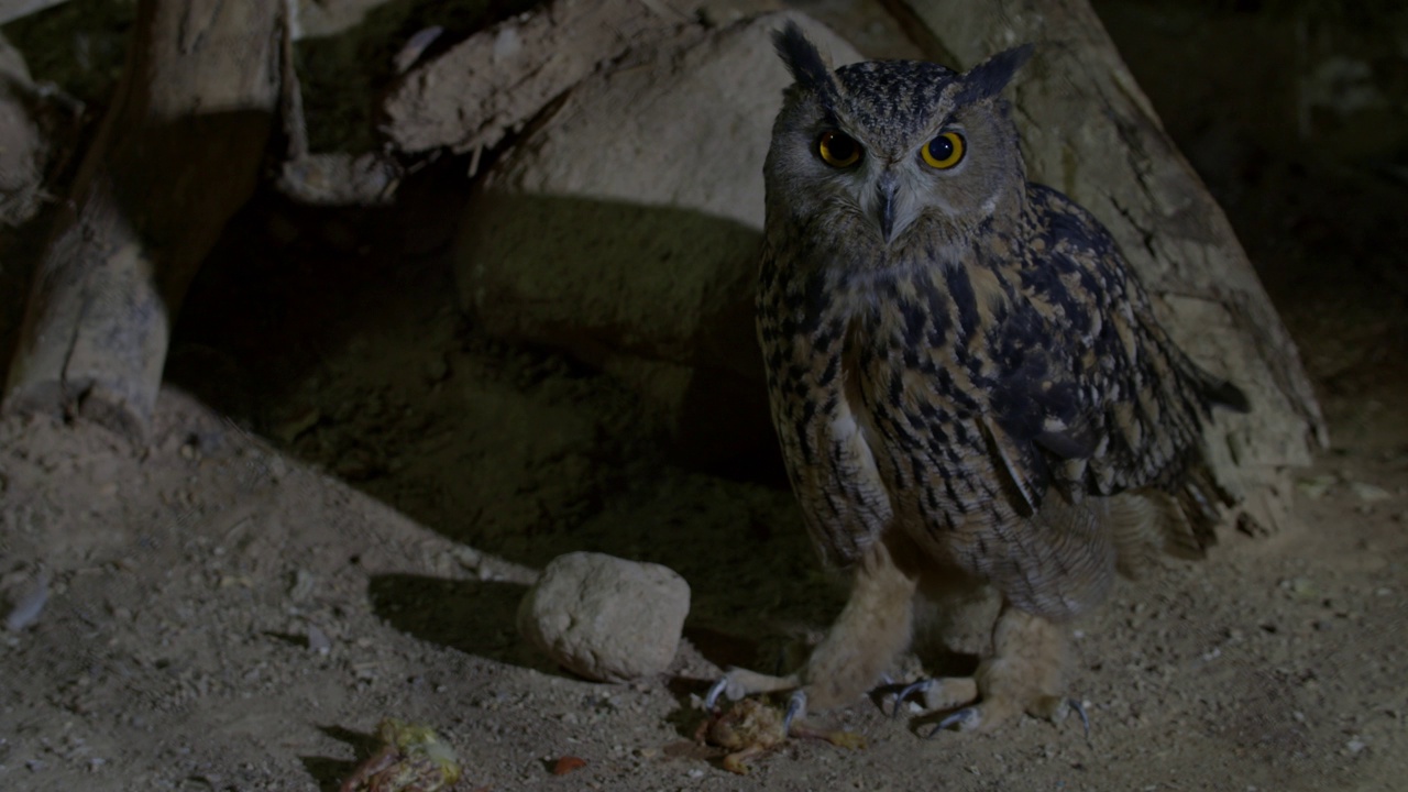 鹰鸮(Bubo Bubo)以猎物为食视频素材