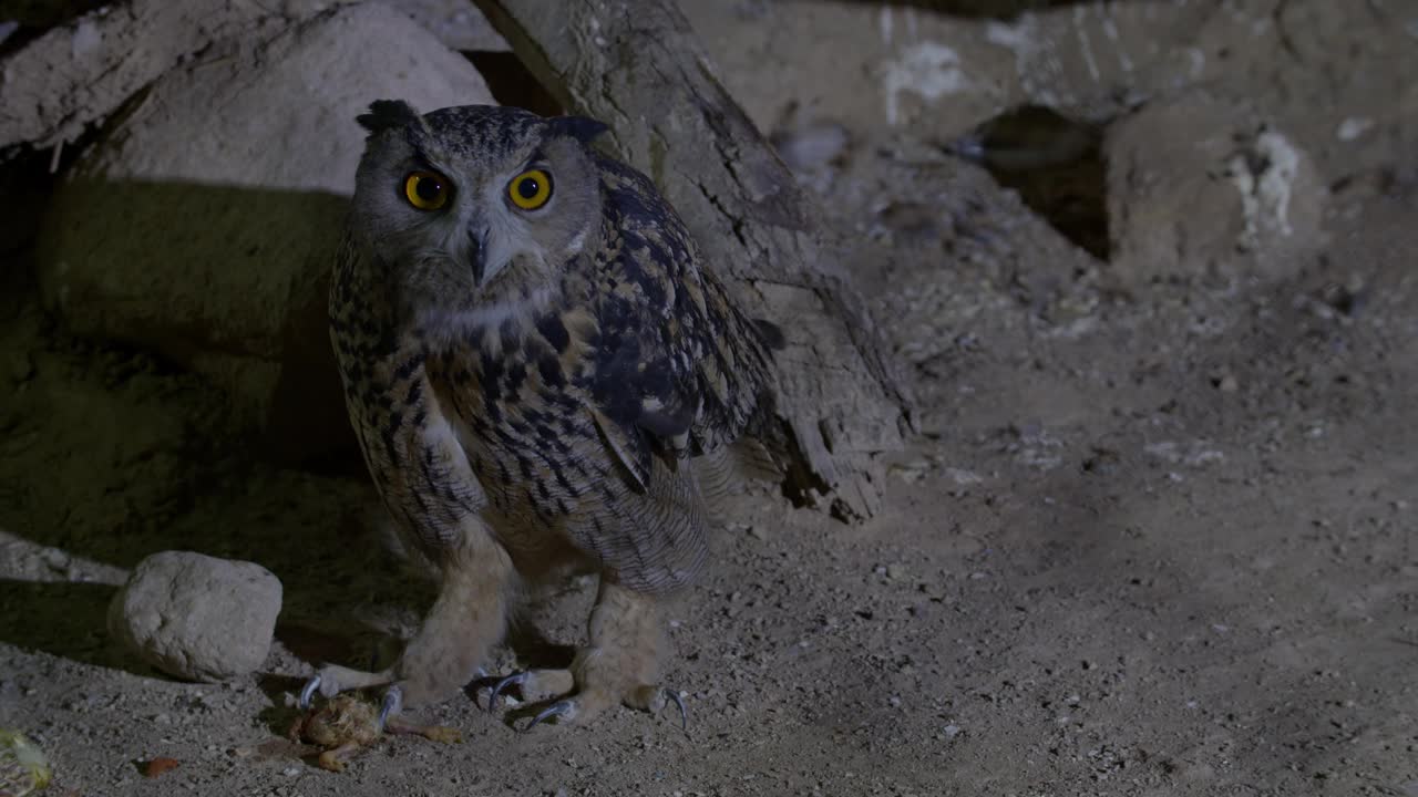 鹰鸮(Bubo Bubo)以猎物为食视频素材