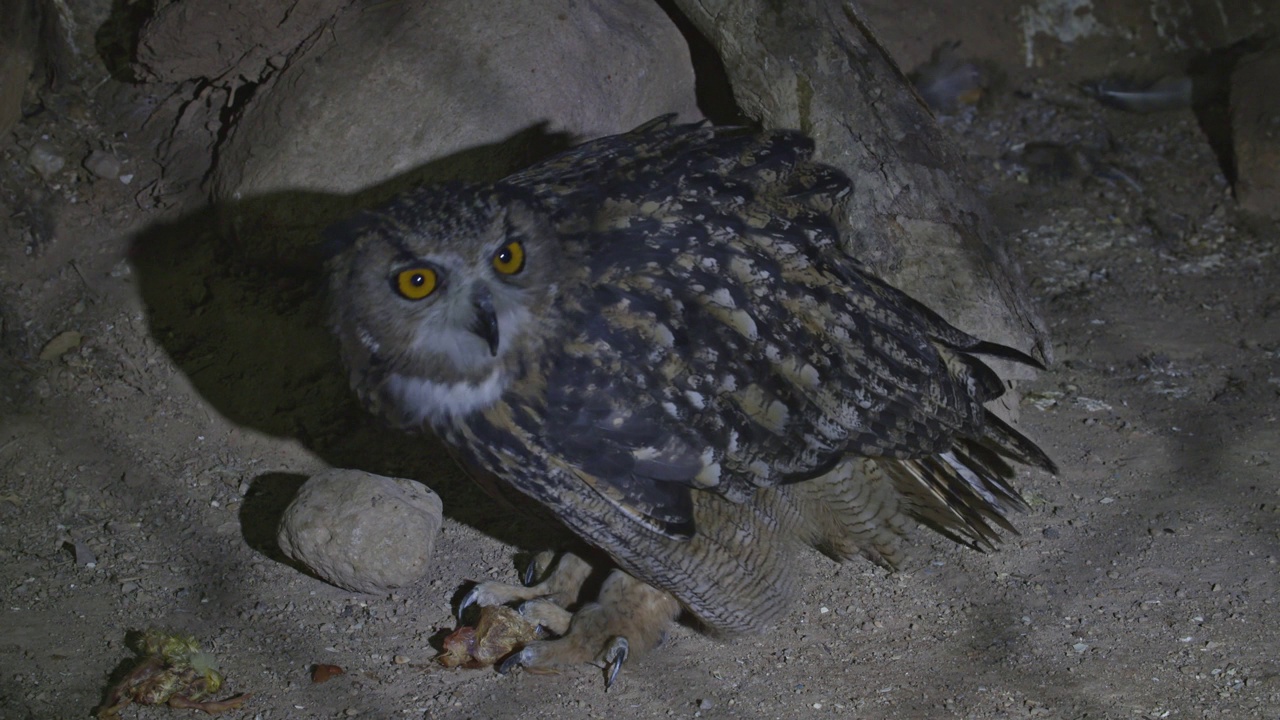 鹰鸮(Bubo Bubo)以猎物为食视频素材