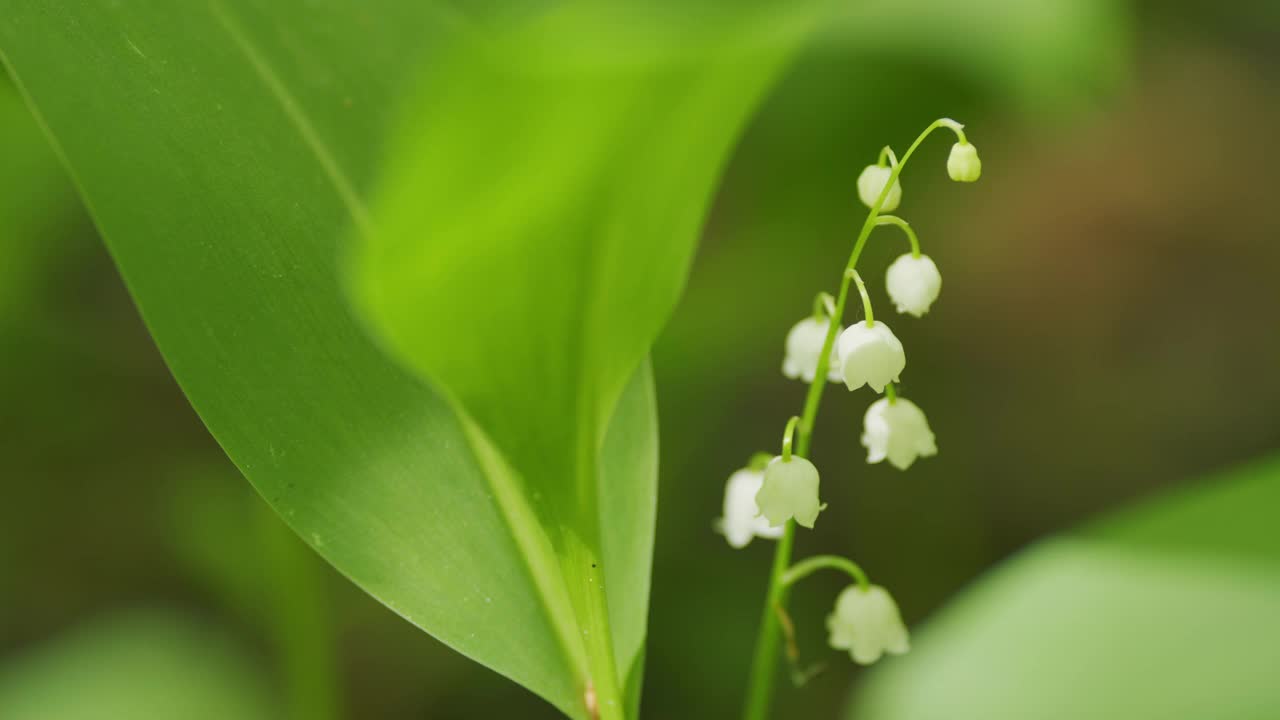 在夏日的森林里，百合花在户外的微风中摇曳。缓慢的运动。视频素材