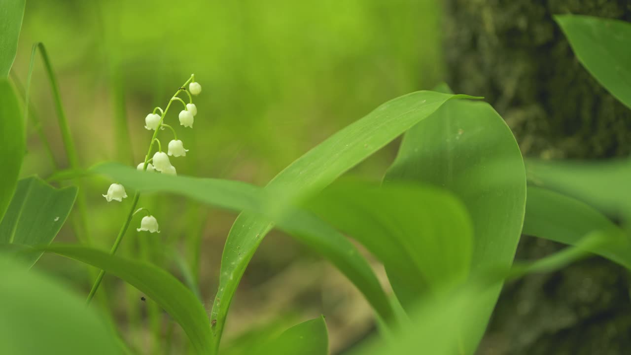 林中的铃兰随风摇曳。铃兰属马贾利。百合花盛开。缓慢的运动。视频素材