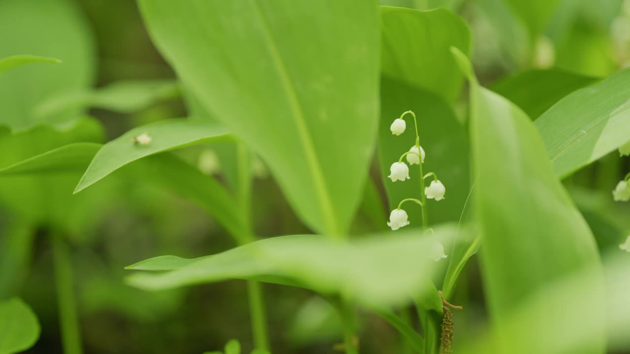 美丽的春花。五月的钟，五月的百合花，铃兰，铃兰。缓慢的运动。视频素材