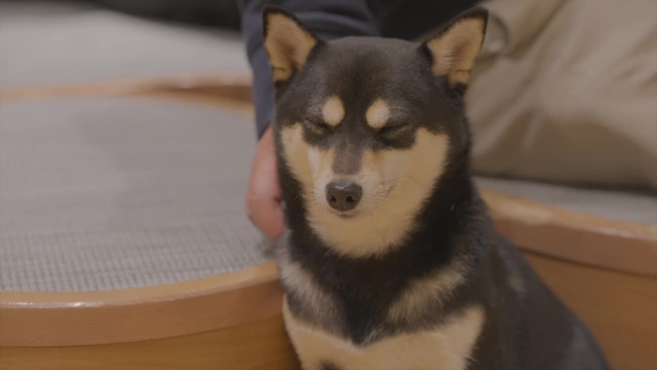 被爱抚的柴犬视频素材