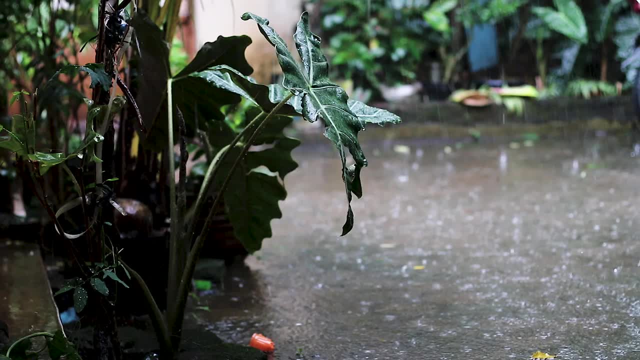 大雨视频素材