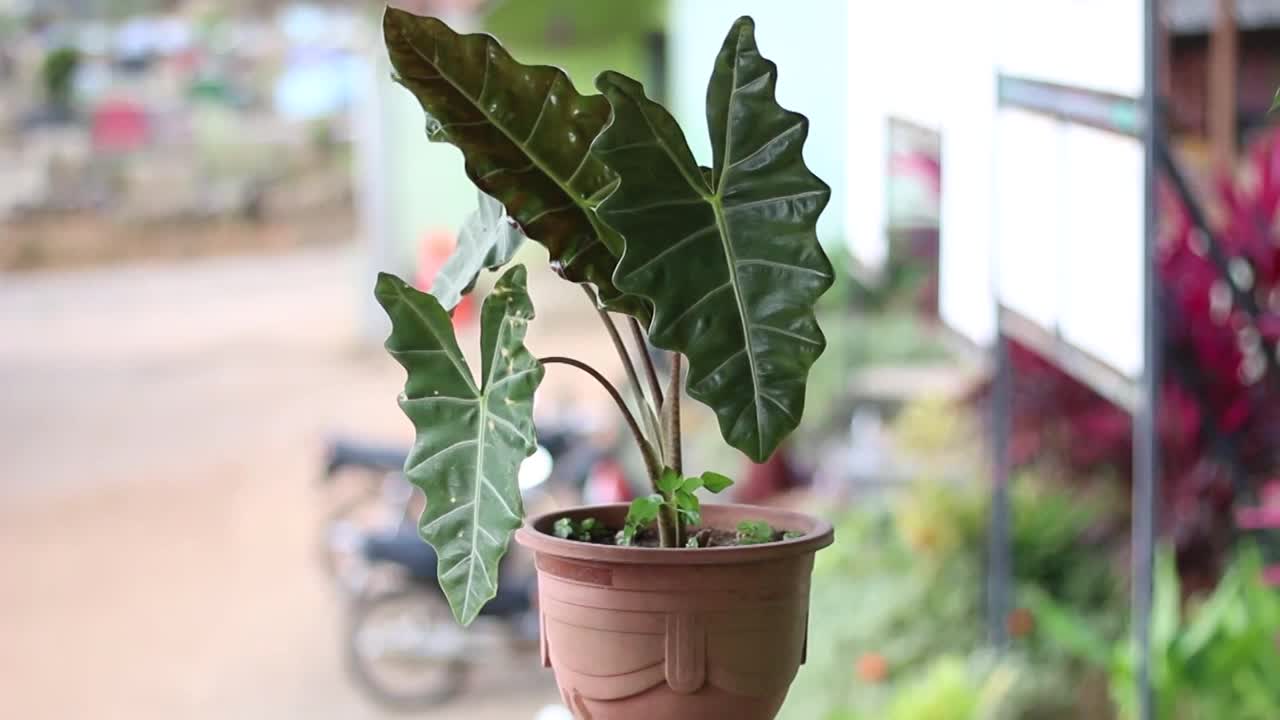 东南亚热带花卉“桂花”视频素材