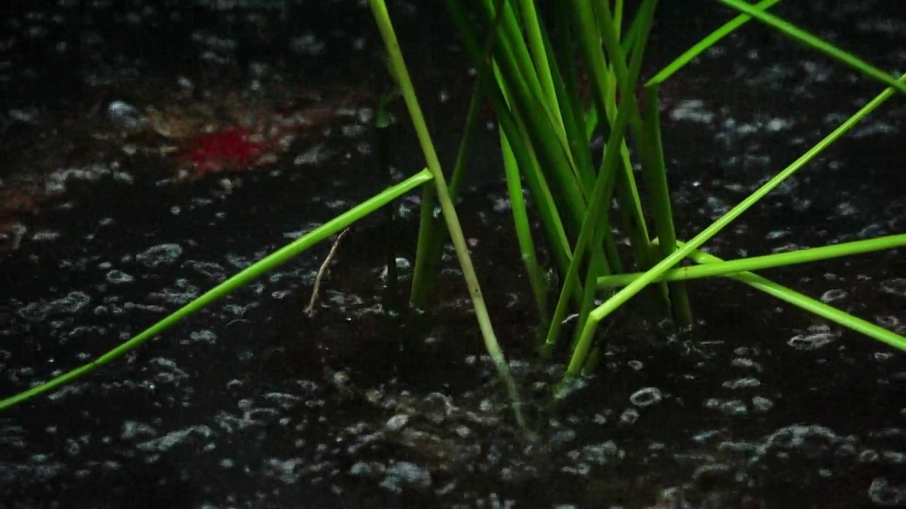 马尾被大雨击中视频素材