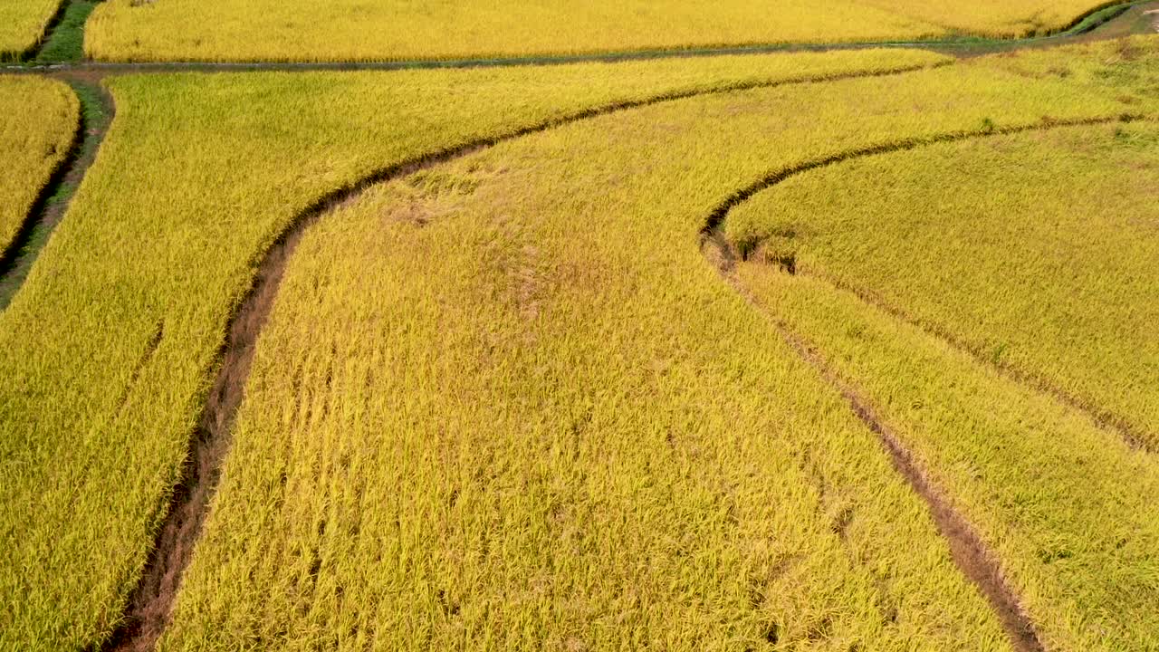 自然风光-农作物，农场，稻田，田地，耕地，水稻，收获和水稻收割在秋天/江原道，韩国视频素材