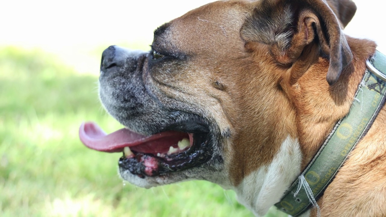 一只快乐的棕色拳师犬的特写视频素材