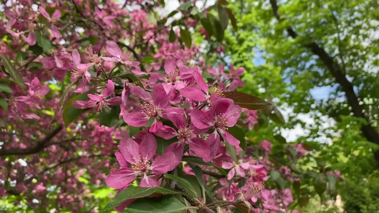 春天花园里有粉红色的花。视频素材