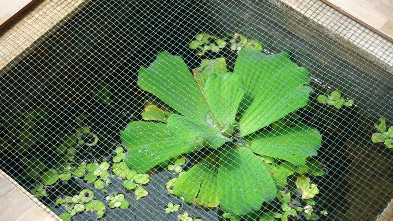 一些植物的特写镜头视频素材