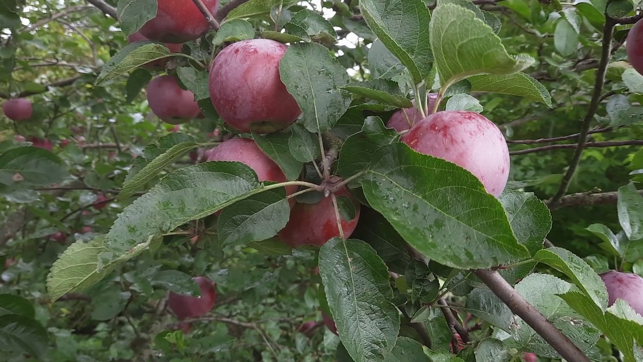 苹果树的树枝上挂满了沾满露水的红苹果视频素材