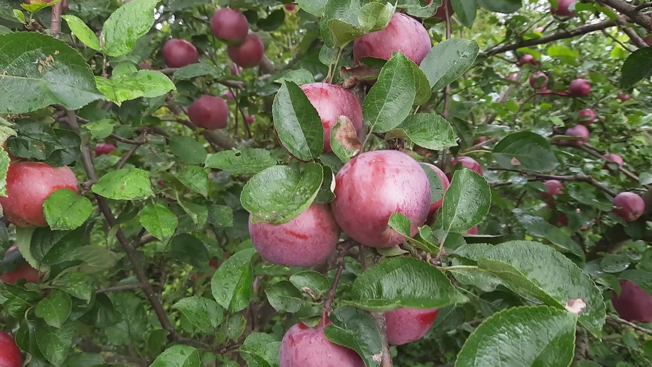 苹果树的树枝上挂满了沾满露水的红苹果视频素材