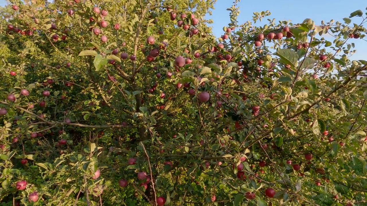 苹果树在阳光明媚的天气里结红苹果的树枝视频素材