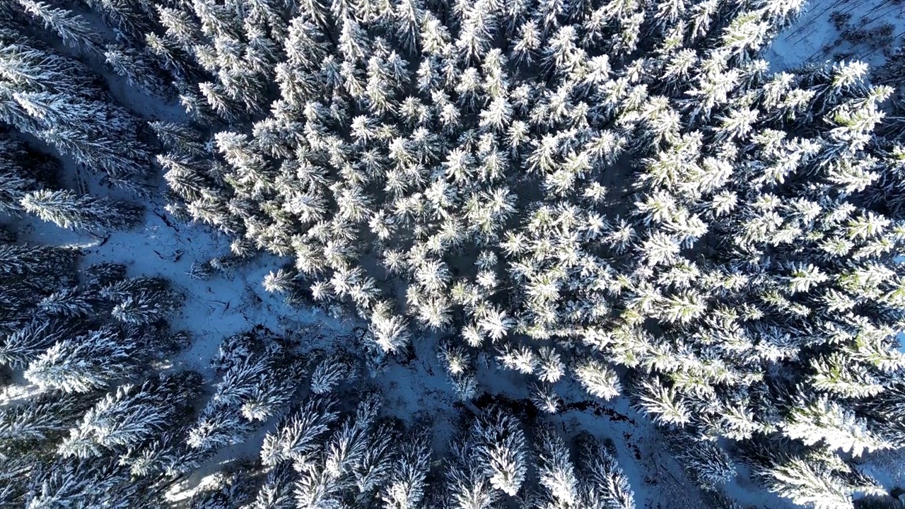 积雪覆盖的森林视频素材