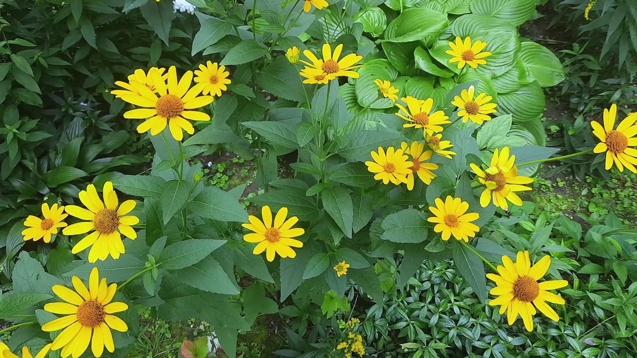 顶部视图的花Rudbeckia laciniata Hortensia视频素材