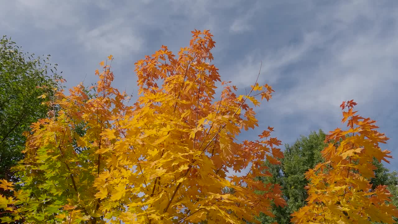 小枫树的顶端，秋叶映衬着多云的天空视频素材