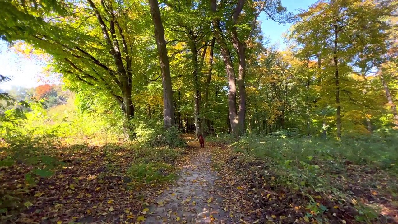 爱尔兰塞特犬在大自然的秋天森林里奔跑。秋天橘子林的日出视频素材