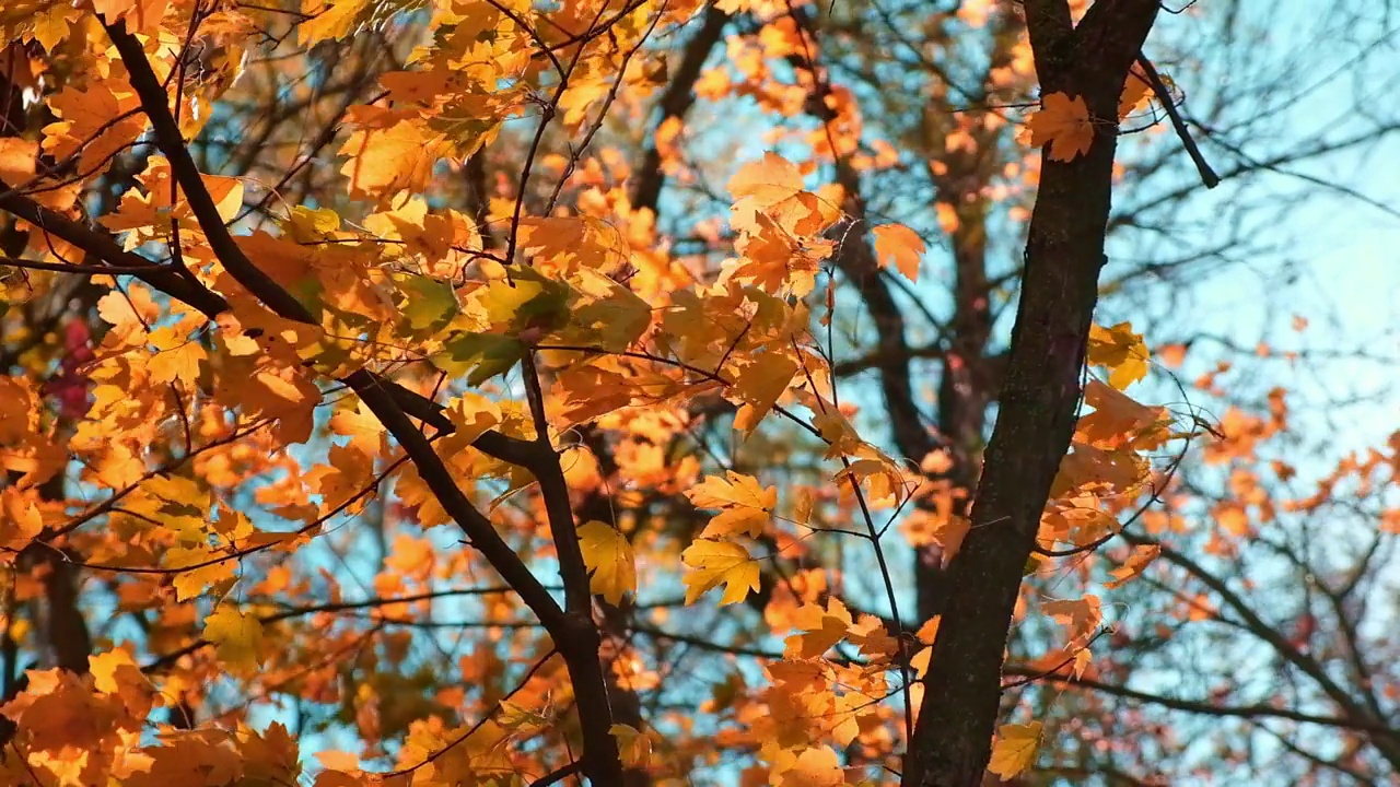 黄色、红色、橙色的秋叶映衬着秋林的蓝天。秋天的概念视频素材