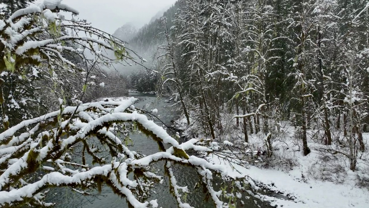 苔藓森林和雪填充的树枝缓慢揭示雪河床冬季未受影响的老树野生户外视频素材