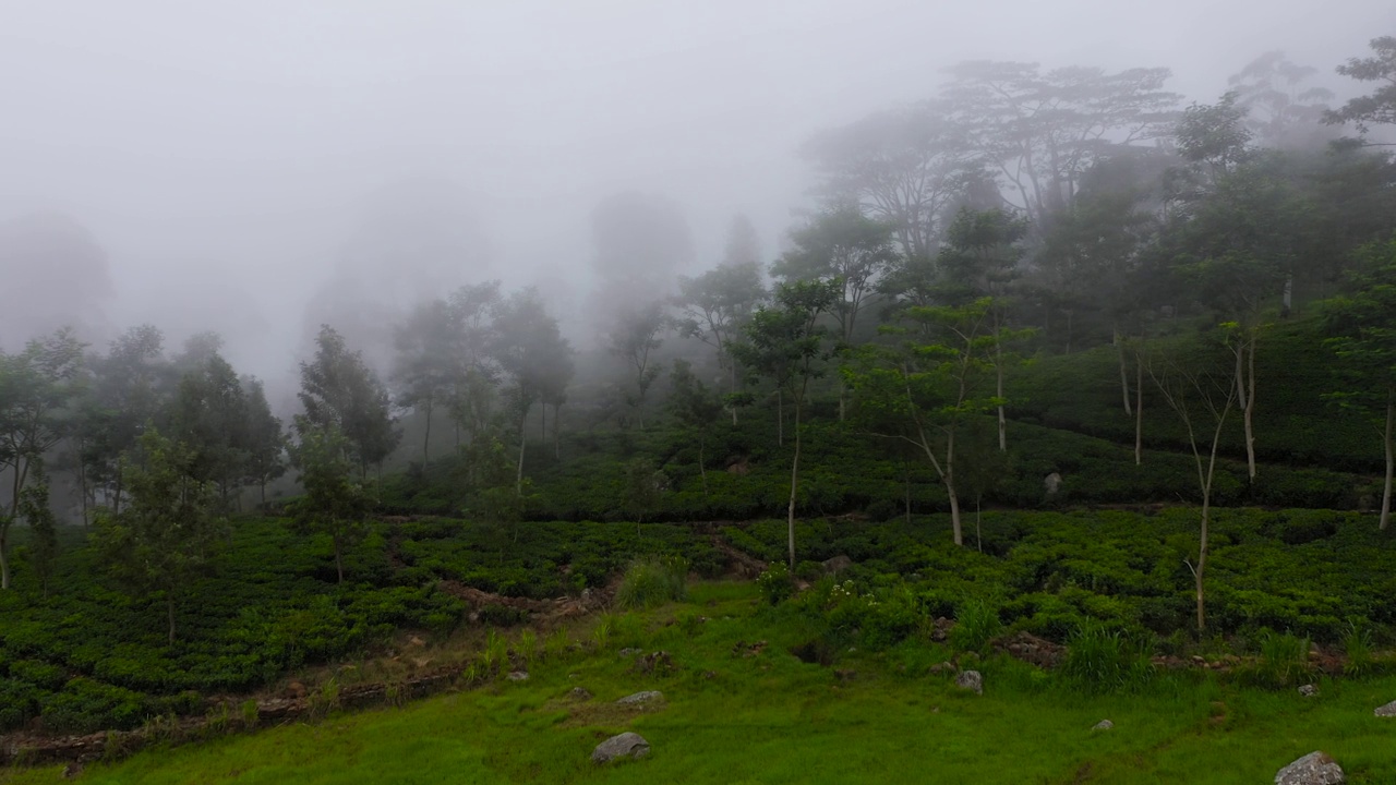 从高处俯瞰山区的茶园。视频素材