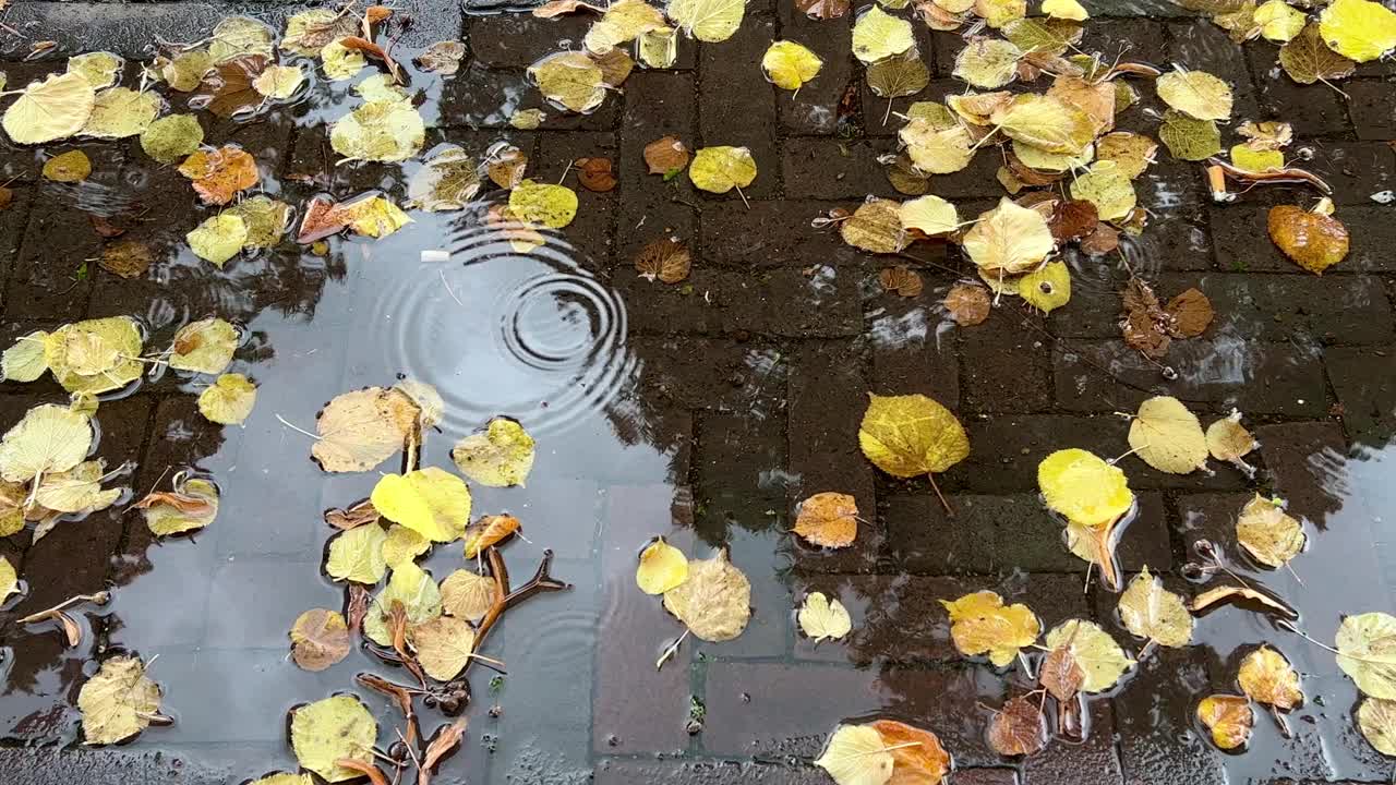 雨落在满是枯黄秋叶的水坑上视频素材