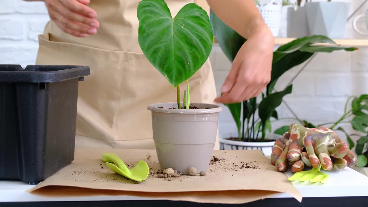 一名妇女正在将一株家庭种植的植物——疣状紫堇移栽到花盆中。照料盆栽，双手特写视频素材