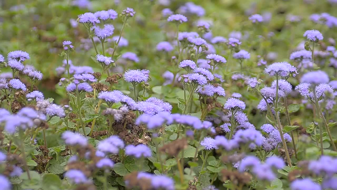 Ageratum mexican Leda。景观设计，夏之美视频素材