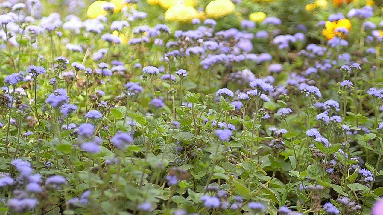 Ageratum mexican Leda。景观设计，夏之美视频素材