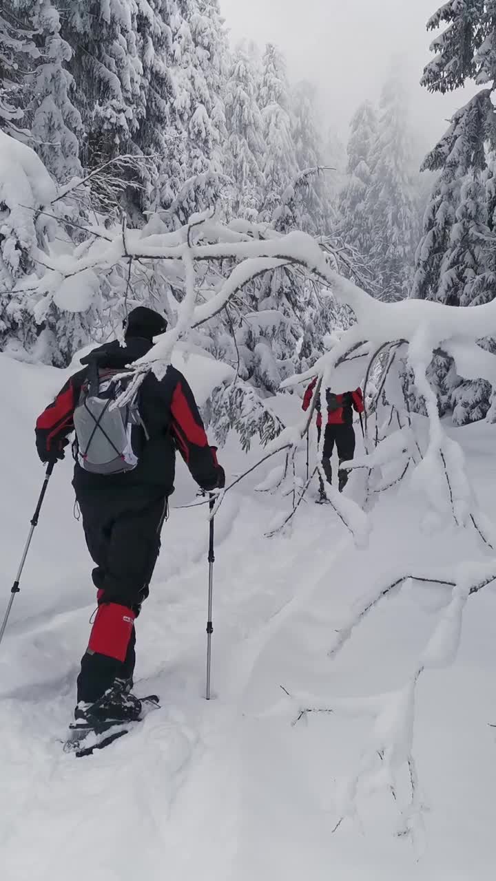 两个穿着雪鞋的男人走在雪林的小径上。视频素材