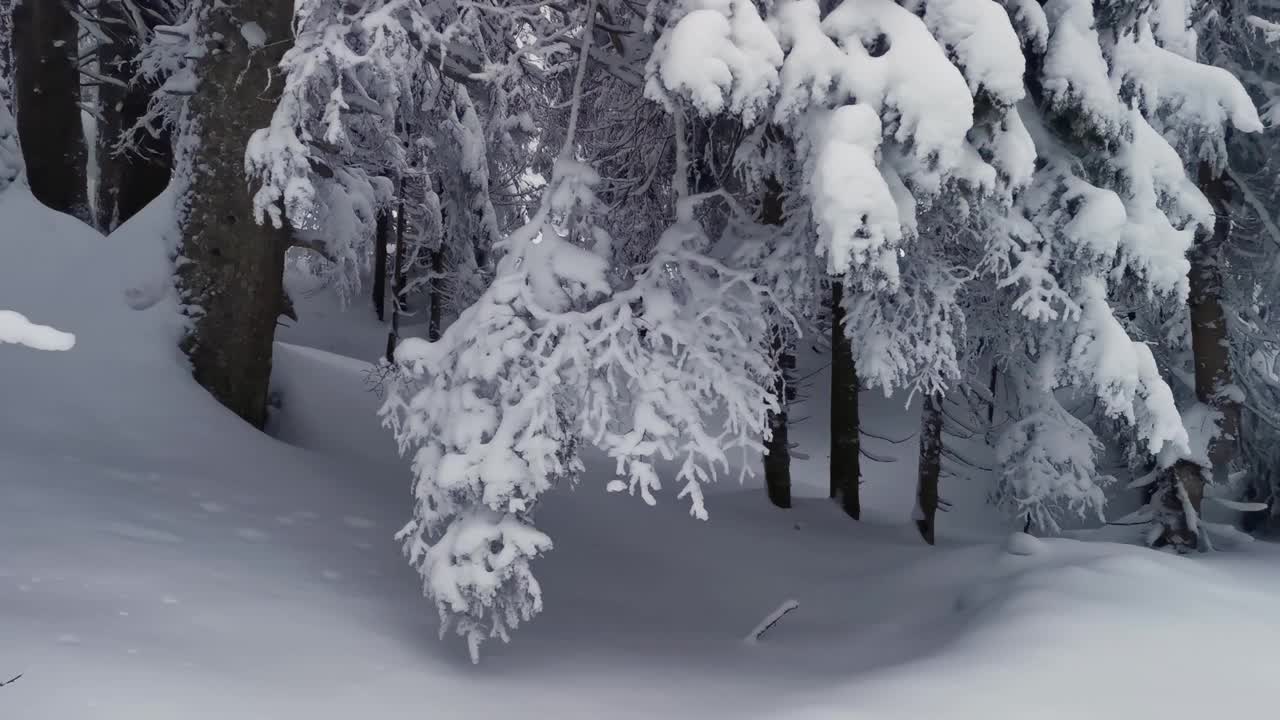 阴天里的冰雪森林视频素材