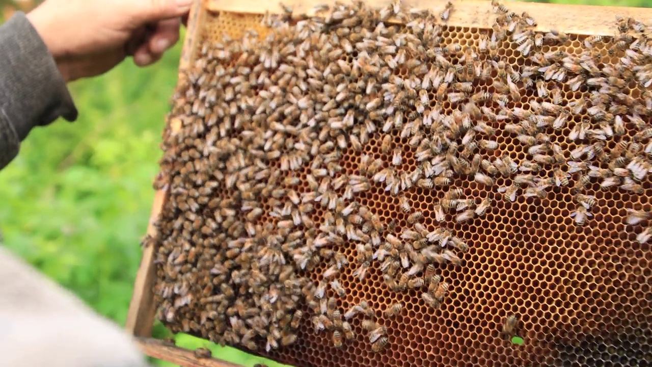 一个养蜂人正在检查一个有蜜蜂的框架视频下载