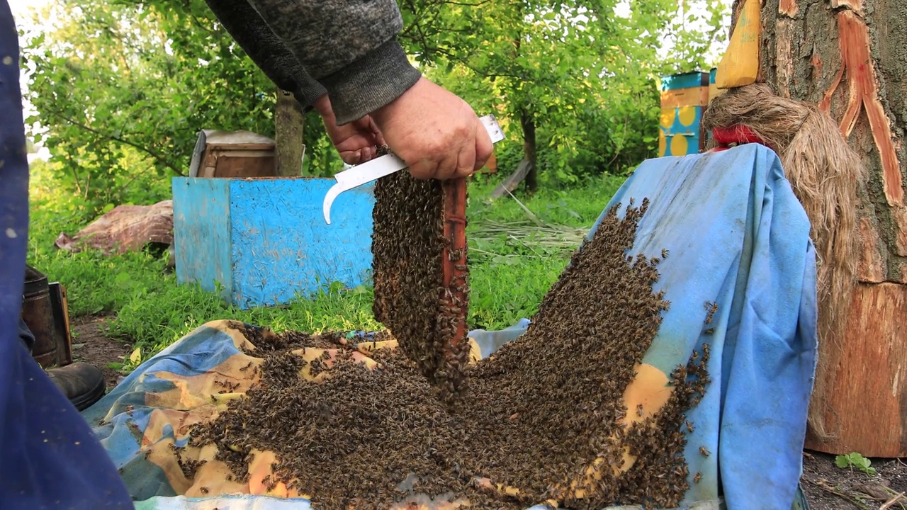 一个养蜂人正在检查一个有蜜蜂的框架视频素材