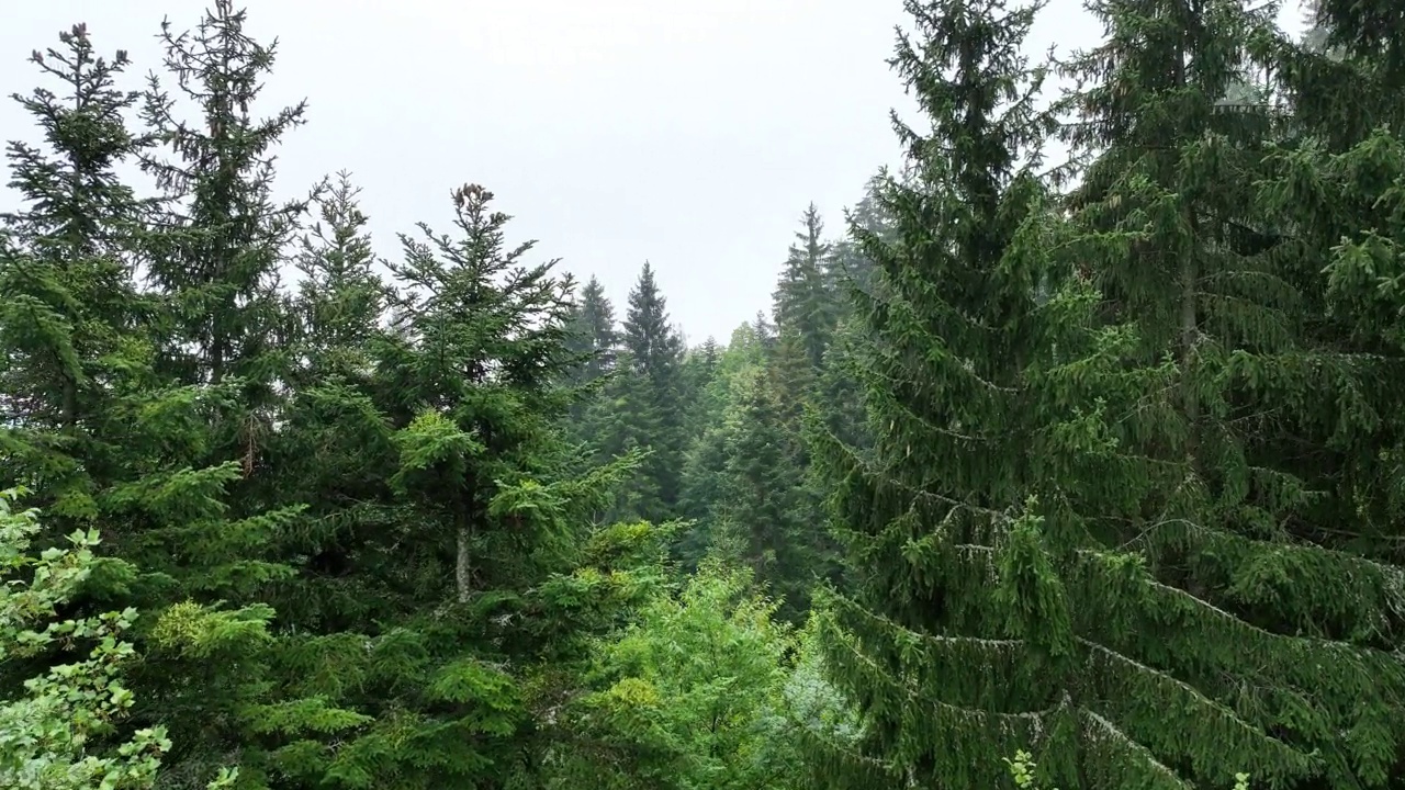 山区多雨的天气。薄雾吹过松树林。云杉森林树木在云雾天山上的航拍镜头。美丽森林的晨雾。视频素材