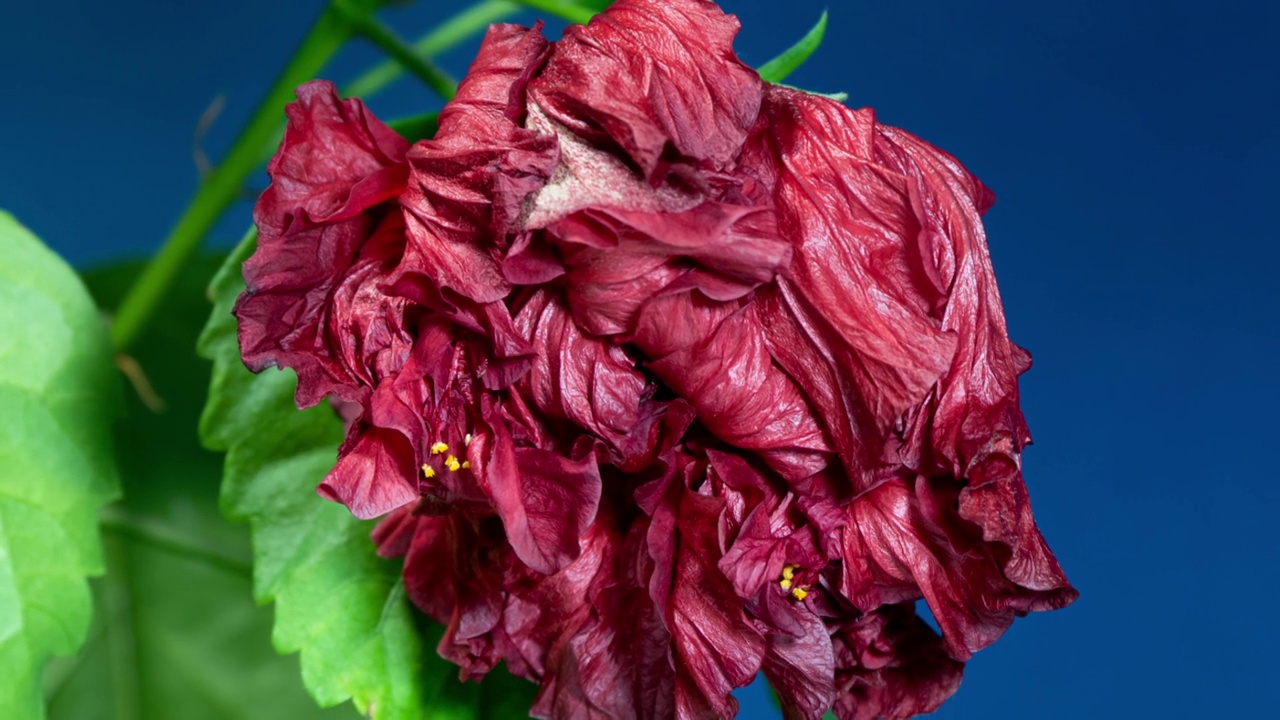 Red Hibiscus Open Terry Flower in Time Lapse on a Leaves and Blue Background. The Bud Opens and Blooms Into a Large Сrimson Flower视频素材