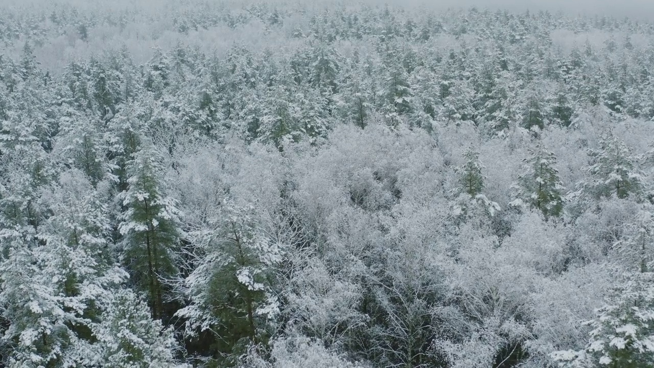 4K美丽的白雪森林在冬天的霜冻日。鸟瞰飞行在惊人的松树林。景观。公园森林的风景。冬季霜冻森林的自然高架视图。雪针叶林视频素材